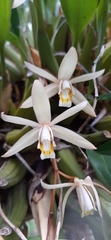 Coelogyne flaccida