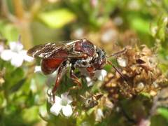 Pasites maculatus