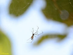 Argyrodes fissifrons