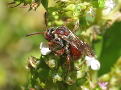 Pasites maculatus
