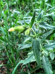 Silene latifolia
