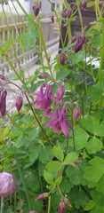 Aquilegia atrata