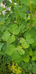 Aquilegia atrata