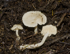 Hydnum crocidens crocidens