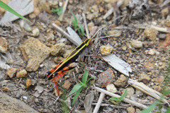 Macrocara conglobata