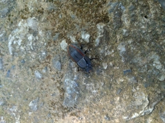 Erichius vittatus vittatus