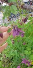 Aquilegia atrata
