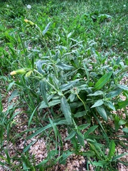 Silene latifolia