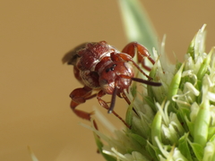 Pasites maculatus