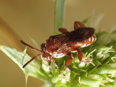 Pasites maculatus