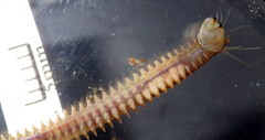 Platynereis