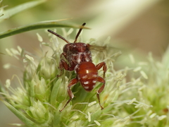 Pasites maculatus