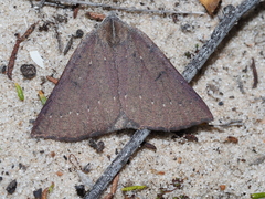 Androchela milvaria
