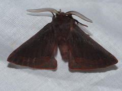 Anthela rubeola