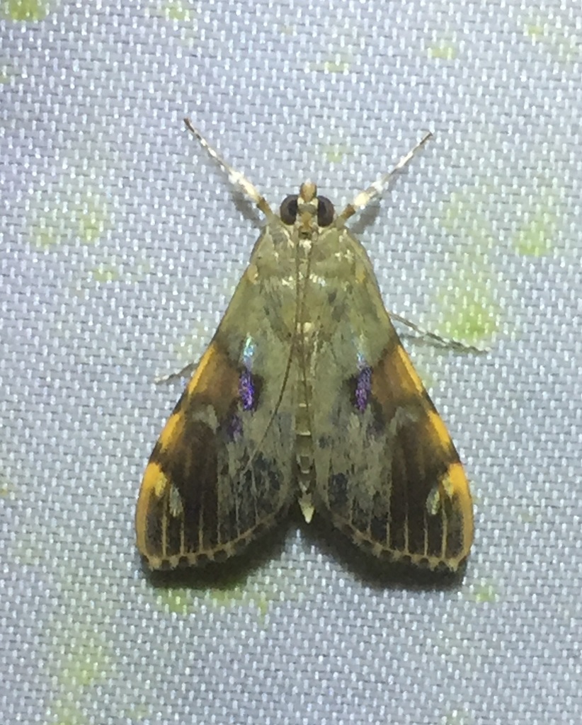 Dichocrocis bimaculalis