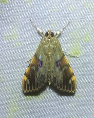 Rehimena