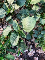 Amaranthus retroflexus