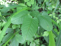 Sanguisorba officinalis