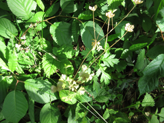 Semiaquilegia adoxoides