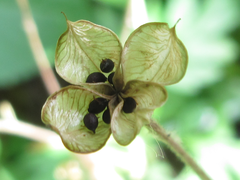 Semiaquilegia adoxoides