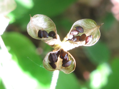 Semiaquilegia adoxoides