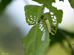 Abraximorpha davidii