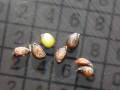 Semiaquilegia adoxoides