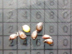 Semiaquilegia adoxoides