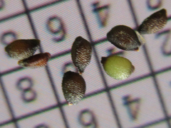 Semiaquilegia adoxoides