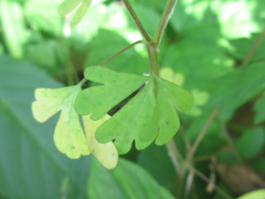Semiaquilegia adoxoides