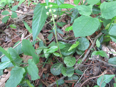 Pyrola japonica