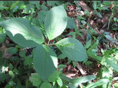 Chloranthus fortunei