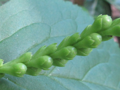 Chloranthus fortunei