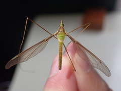 Leptotarsus virescens