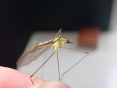 Leptotarsus virescens