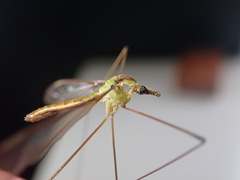 Leptotarsus virescens