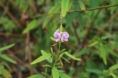 Codariocalyx motorius