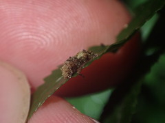 Brachyolus punctatus