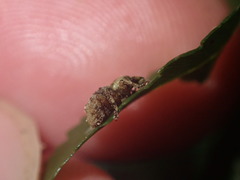 Brachyolus punctatus