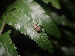 Brachyolus punctatus