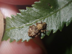 Brachyolus punctatus