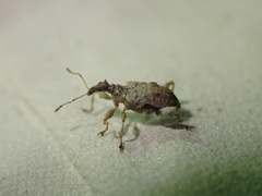 Stephanorhynchus curvipes