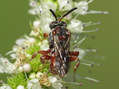 Pasites maculatus