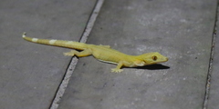 Gekko vittatus