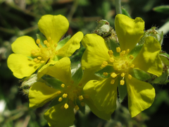 Potentilla discolor
