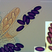 Ascobolus albidus - Photo (c) Jerry Cooper,  זכויות יוצרים חלקיות (CC BY), הועלה על ידי Jerry Cooper
