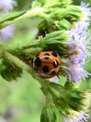 Coelophora bissellata