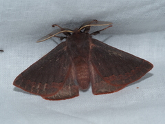 Anthela rubeola