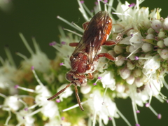 Pasites maculatus