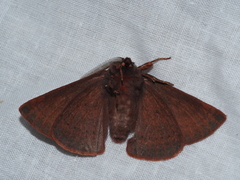 Anthela rubeola